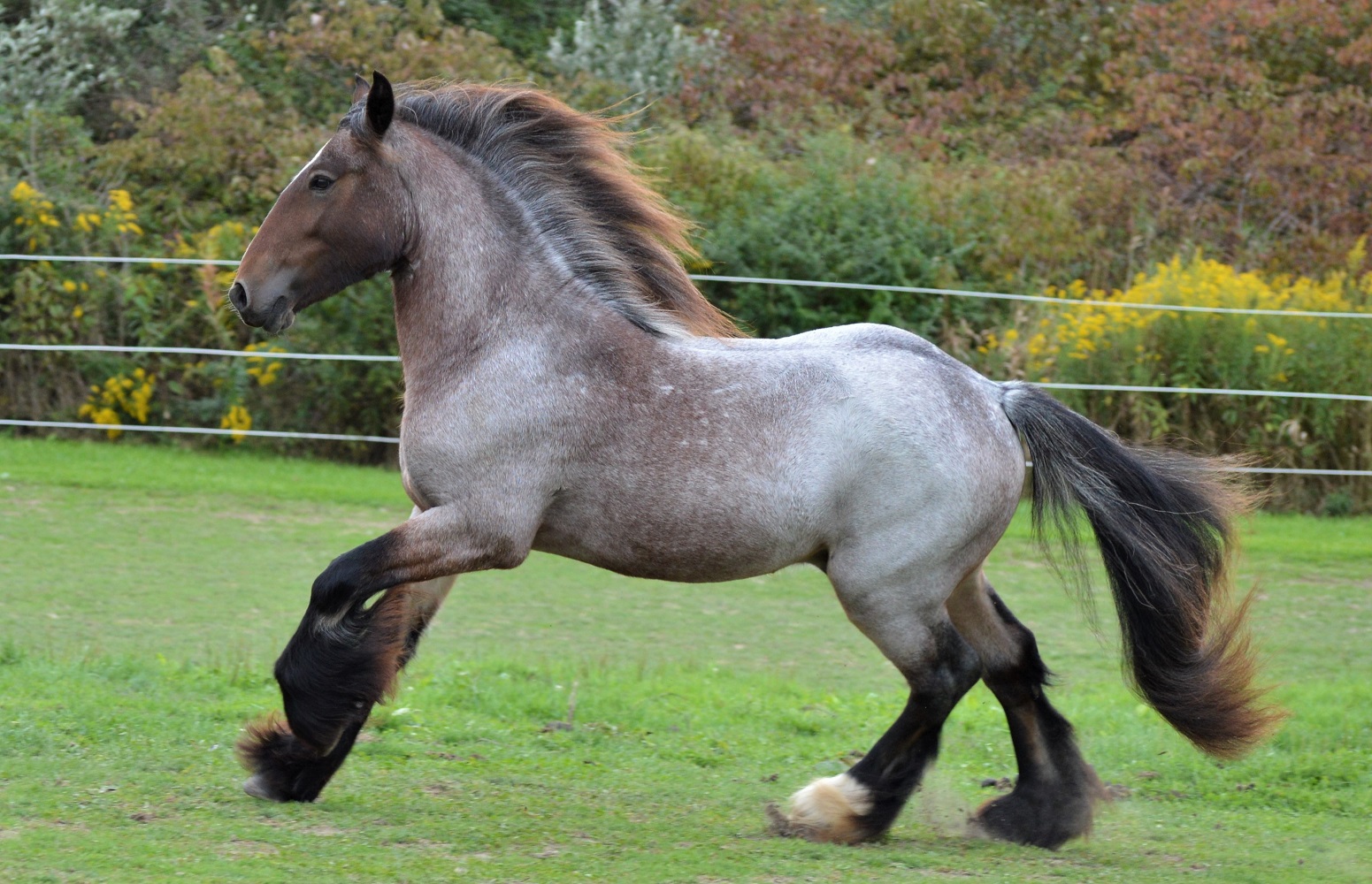 CHESTNUT OAK FARM DRUM HORSE FOR SALE GYPSY HORSE DRUM HORSE DRUM 