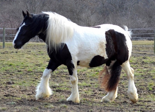 Chestnut Oak Gypsy Vanner Cob Horse Stallion :: Rosewater Cassidy 